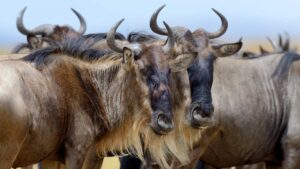 7 Reasons Why Kenya Should Be Your Next Travel Destination in 2026